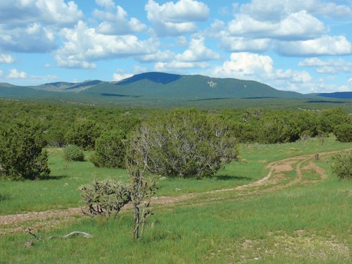 Property photo 10 - 7,320 Acres Offered in 5 Tracts